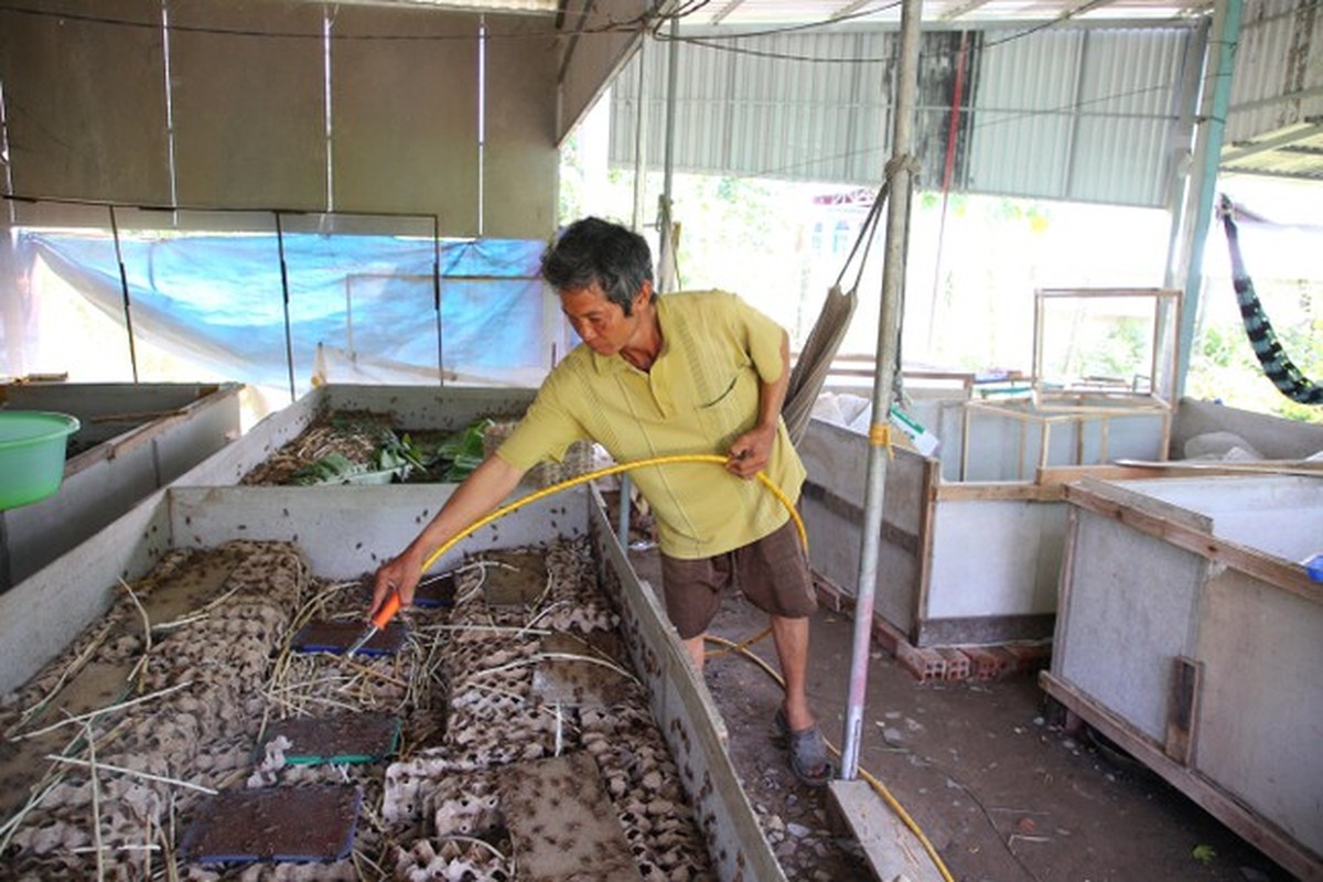 Khoi nghiep tu 1kg de giong, nong dan mien Tay thu tram trieu moi nam-Hinh-8