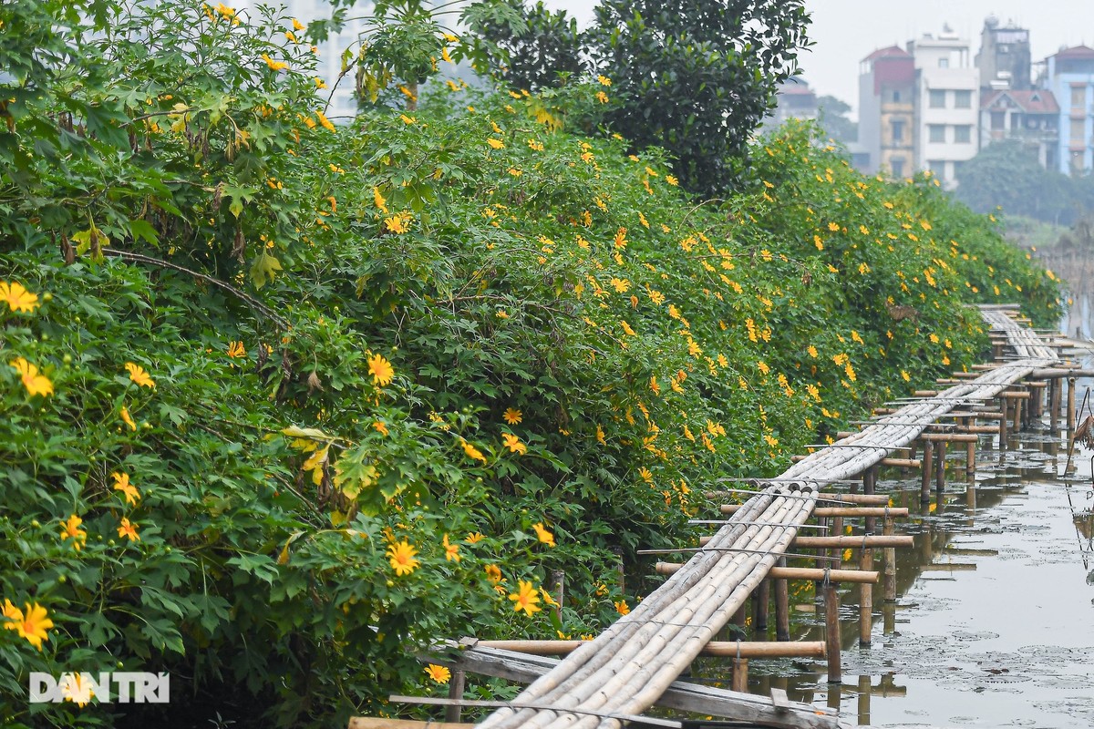 Ngam loai hoa “bieu tuong cua Da Lat” giua long Ha Noi-Hinh-4