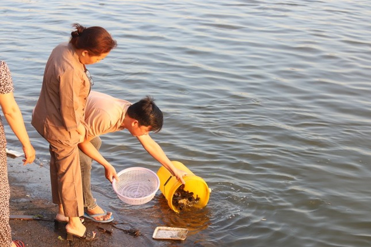 Dau long canh nguoi tha ca phong sinh, nguoi cho vot de ban lai-Hinh-4