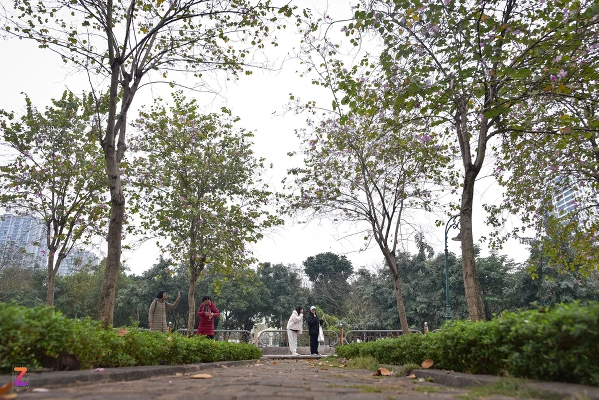 That vong khi 'song ao' voi hoa ban o Ha Noi-Hinh-7