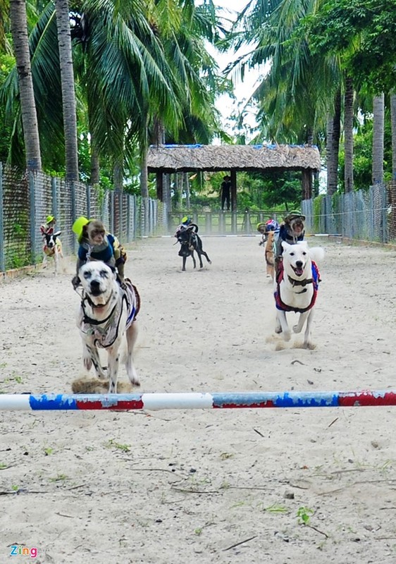 Khỉ ngồi trên lưng chó chạy đua độc đáo ở Nha Trang