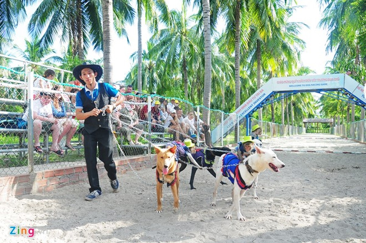 Khỉ ngồi trên lưng chó chạy đua độc đáo ở Nha Trang