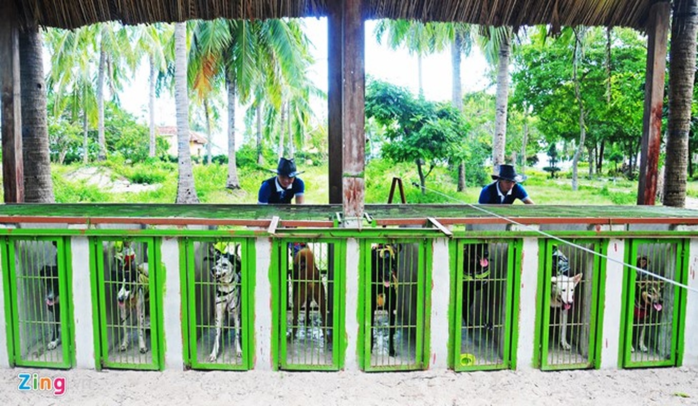 Khỉ ngồi trên lưng chó chạy đua độc đáo ở Nha Trang