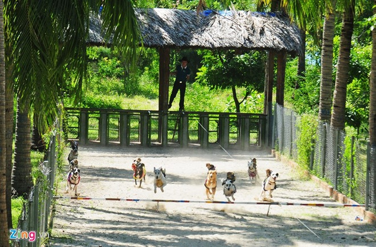 Khỉ ngồi trên lưng chó chạy đua độc đáo ở Nha Trang