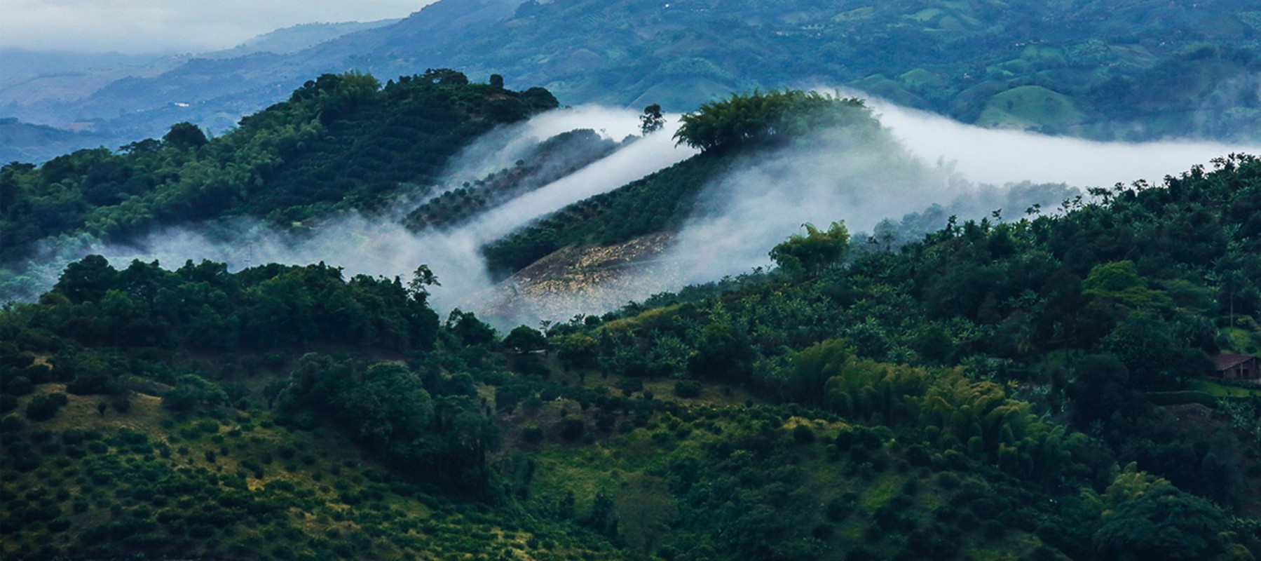 Kham pha canh quan van hoa ca phe tuyet dieu o Colombia-Hinh-3