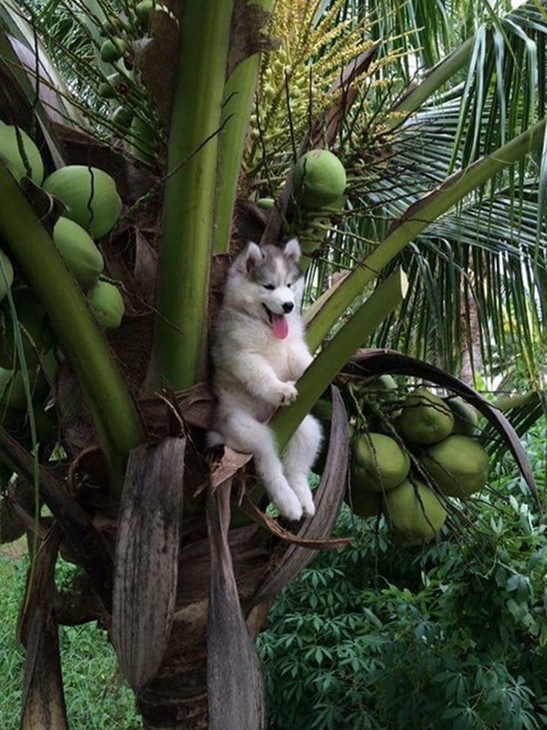 Cuoi dau ruot voi bo anh che cua sieu cho Husky