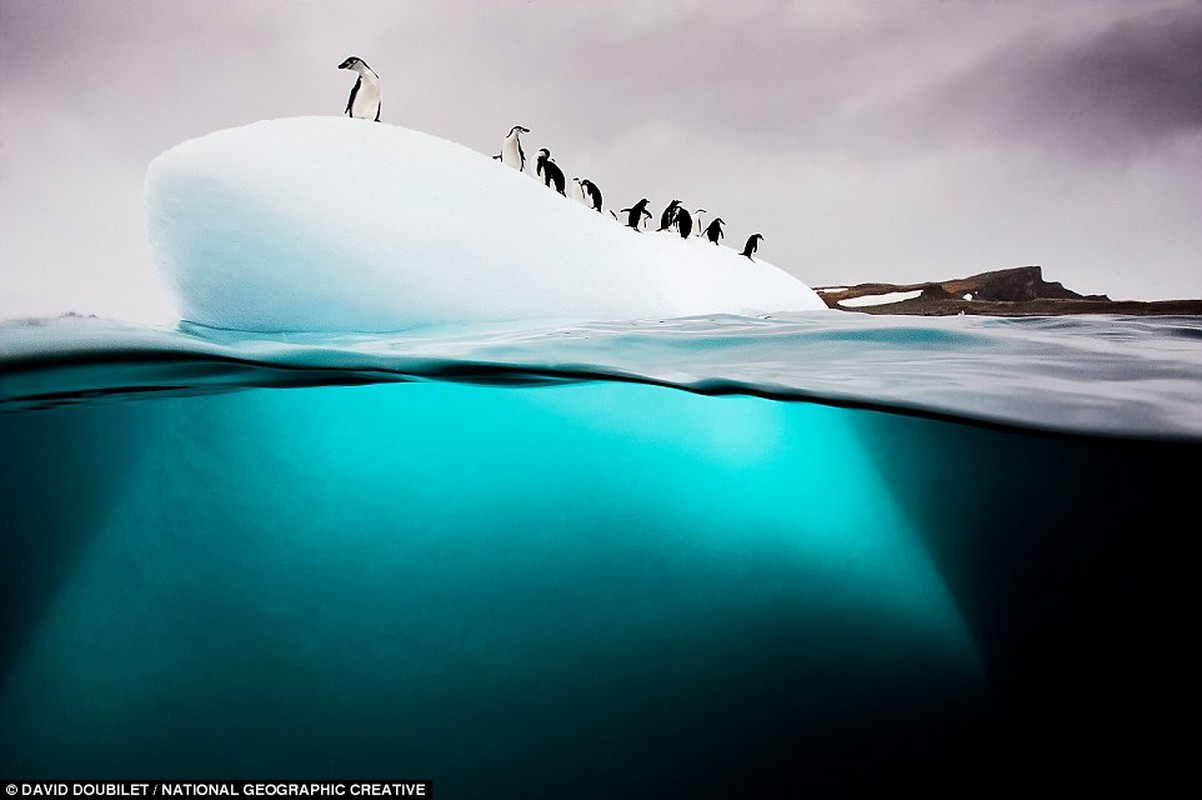 Nam Cực: chim cánh cụt Gentoo khám phá một tảng băng trôi trên Đảo Nam Georgia ở Nam Cực. National Geographic cho biết chuyến đi mùa đông đến đảo có nghĩa là bạn có thể nhìn thấy loài chim trong môi trường sống tự nhiên của chúng
