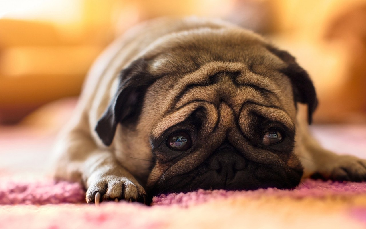 Image result for sad pug