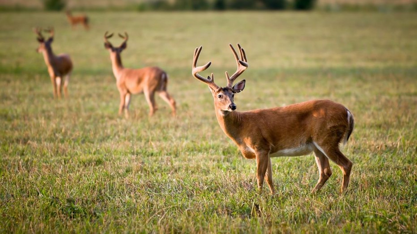 Image result for deer