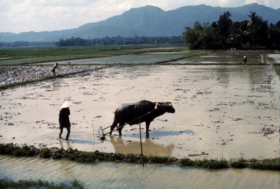 Hinh anh sinh dong cua Binh Dinh nam 1969-1970-Hinh-14