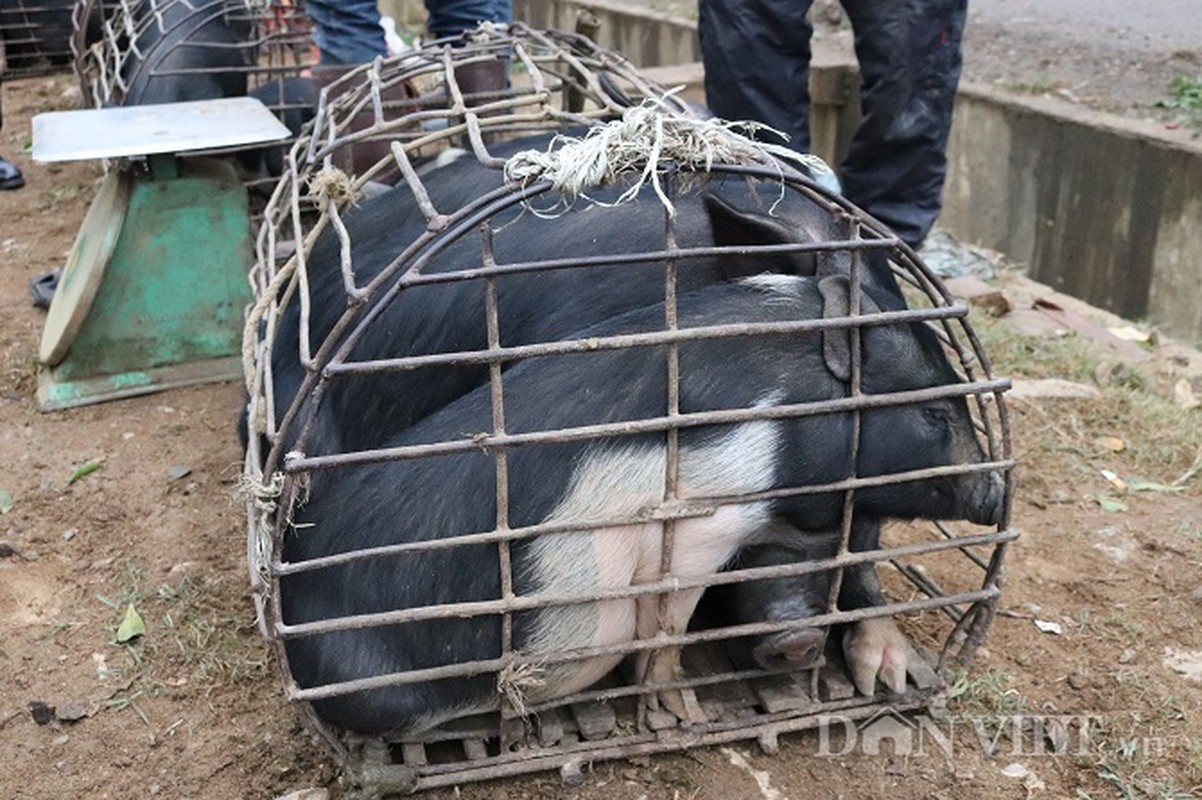 Dac san lon “cap nach” o cho phien vung cao noi nui rung Son La-Hinh-4