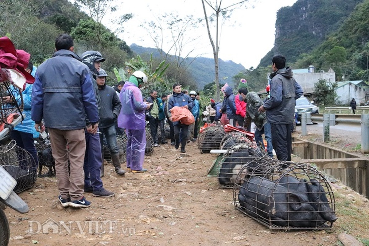 Dac san lon “cap nach” o cho phien vung cao noi nui rung Son La