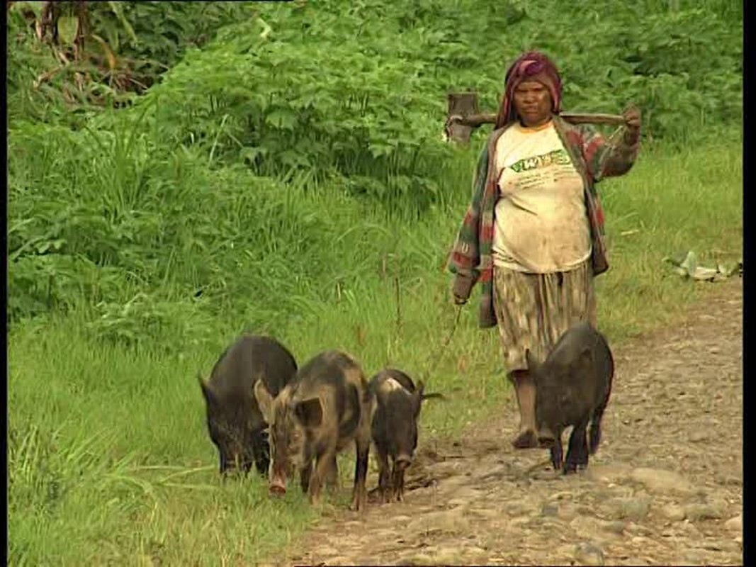 Vi sao nguoi Papua New Guinea cuc sung bai loai lon?-Hinh-7