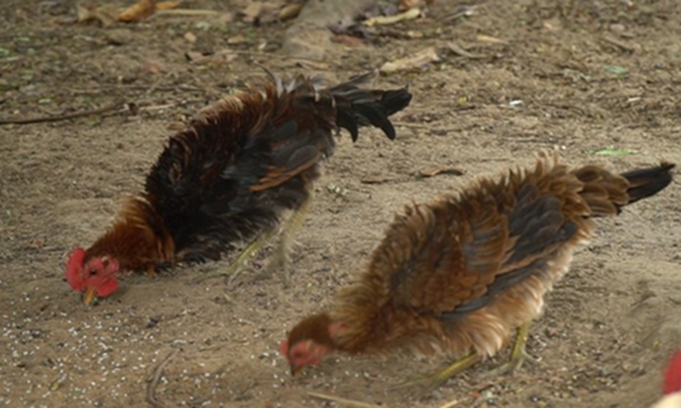 Ro “mot” nuoi ga long nguoc gia hang trieu dong