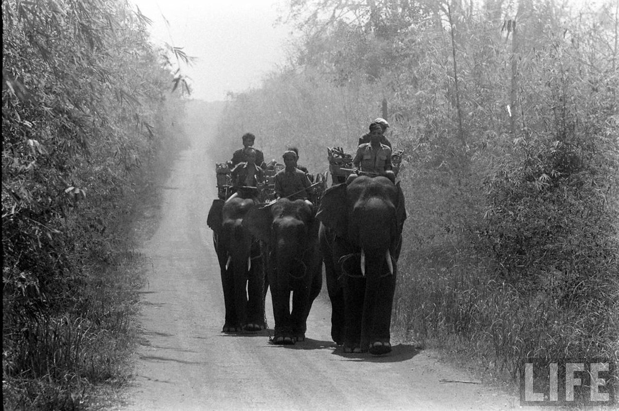 Anh doc: Ngam dan voi hoanh trang o Buon Me Thuot nam 1957-Hinh-2