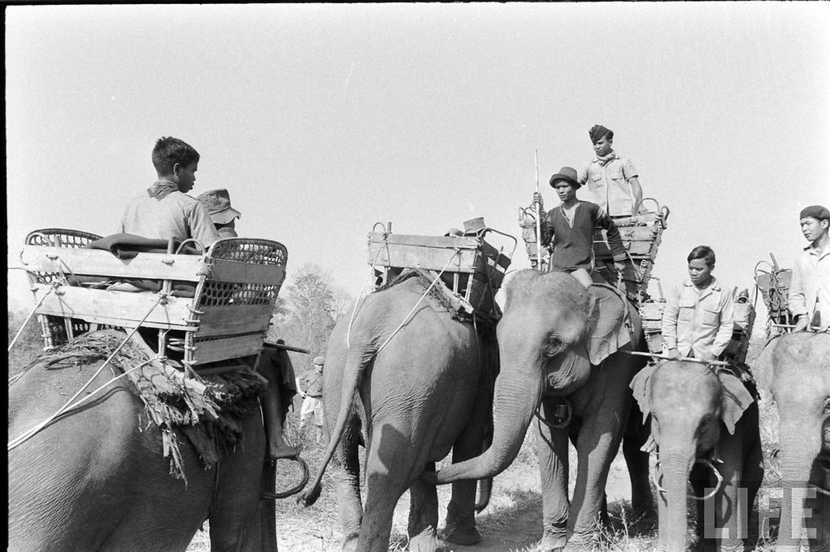 Ngam dan voi hoanh trang o Buon Ma Thuot nam 1957-Hinh-4