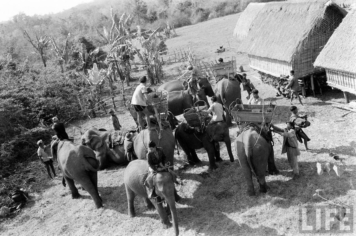 Ngam dan voi hoanh trang o Buon Ma Thuot nam 1957-Hinh-8