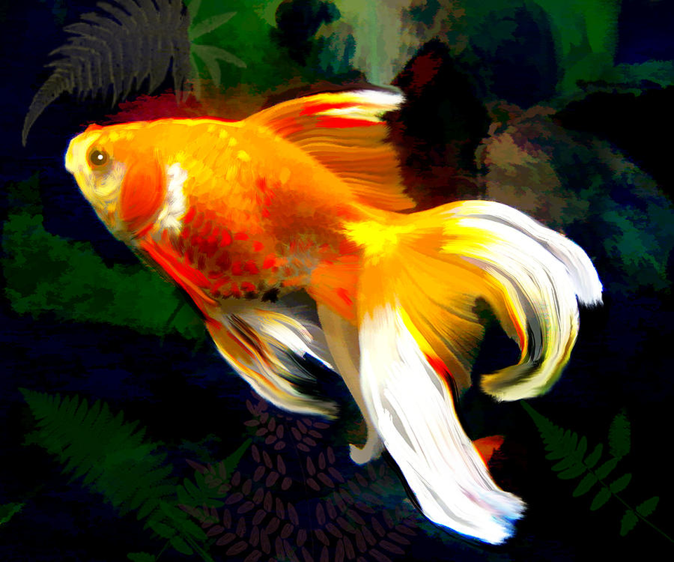 Gold Fish Palmdale