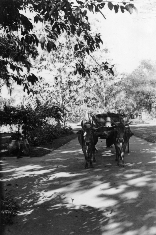 Canh tuong bat ngo o Thao Cam Vien Sai Gon nam 1938 - 1939-Hinh-8