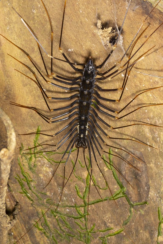 An tuong loat dong vat sieu ky di 