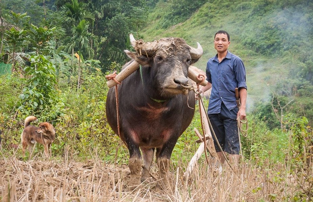 Doc - la hinh tuong con trau trong van hoa Viet-Hinh-4