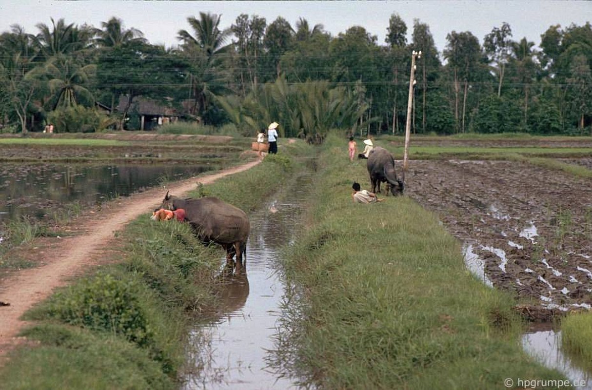 Anh “dep ngat” ve nhung chu trau o Viet Nam nam 1992 (ky 2)-Hinh-11