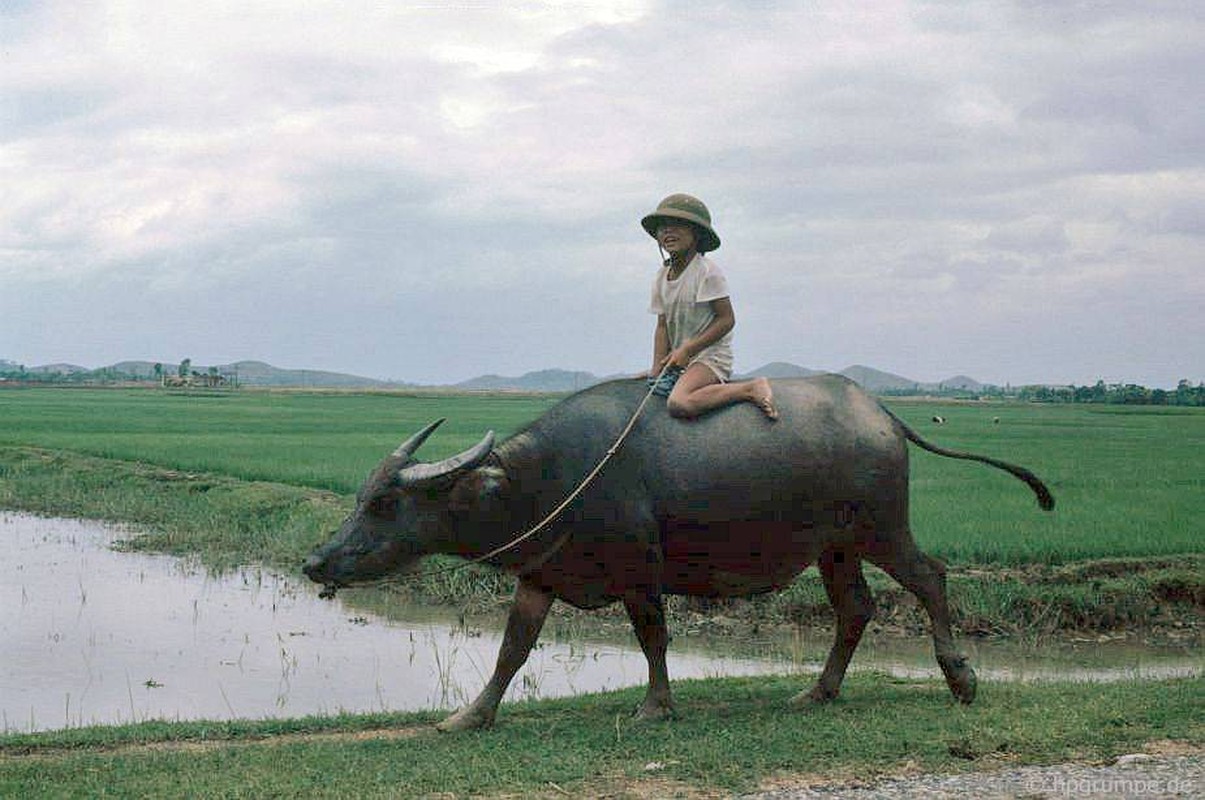 Anh “dep ngat” ve nhung chu trau o Viet Nam nam 1992 (ky 2)-Hinh-3