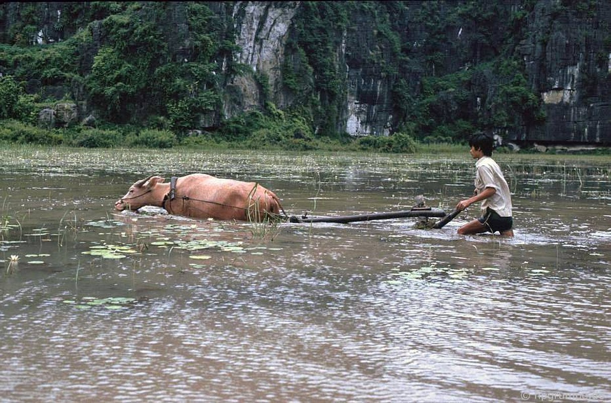 Anh “dep ngat” ve nhung chu trau o Viet Nam nam 1992 (ky 2)-Hinh-5