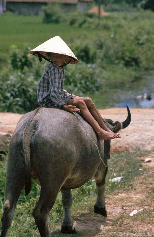 Anh “dep ngat” ve nhung chu trau o Viet Nam nam 1992 (ky 2)-Hinh-6