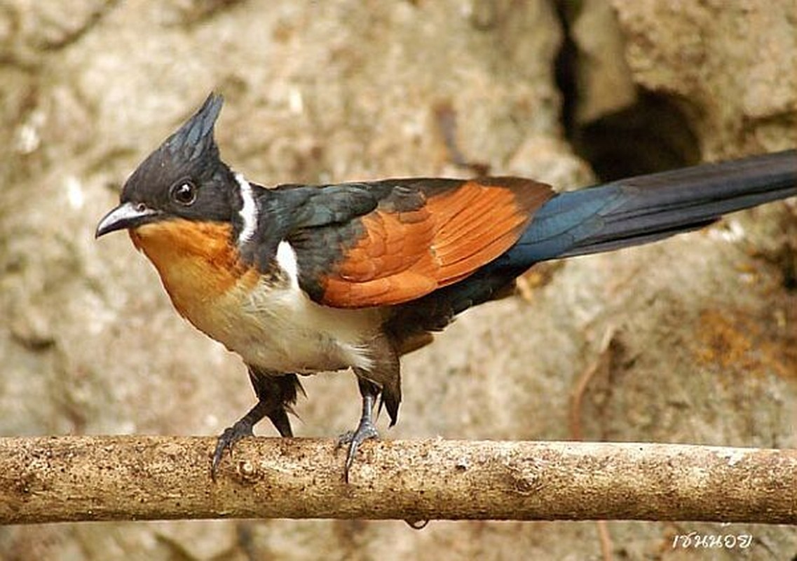 View - 	Loài chim kỳ lạ ở Việt Nam nghe tên là thấy khát nước