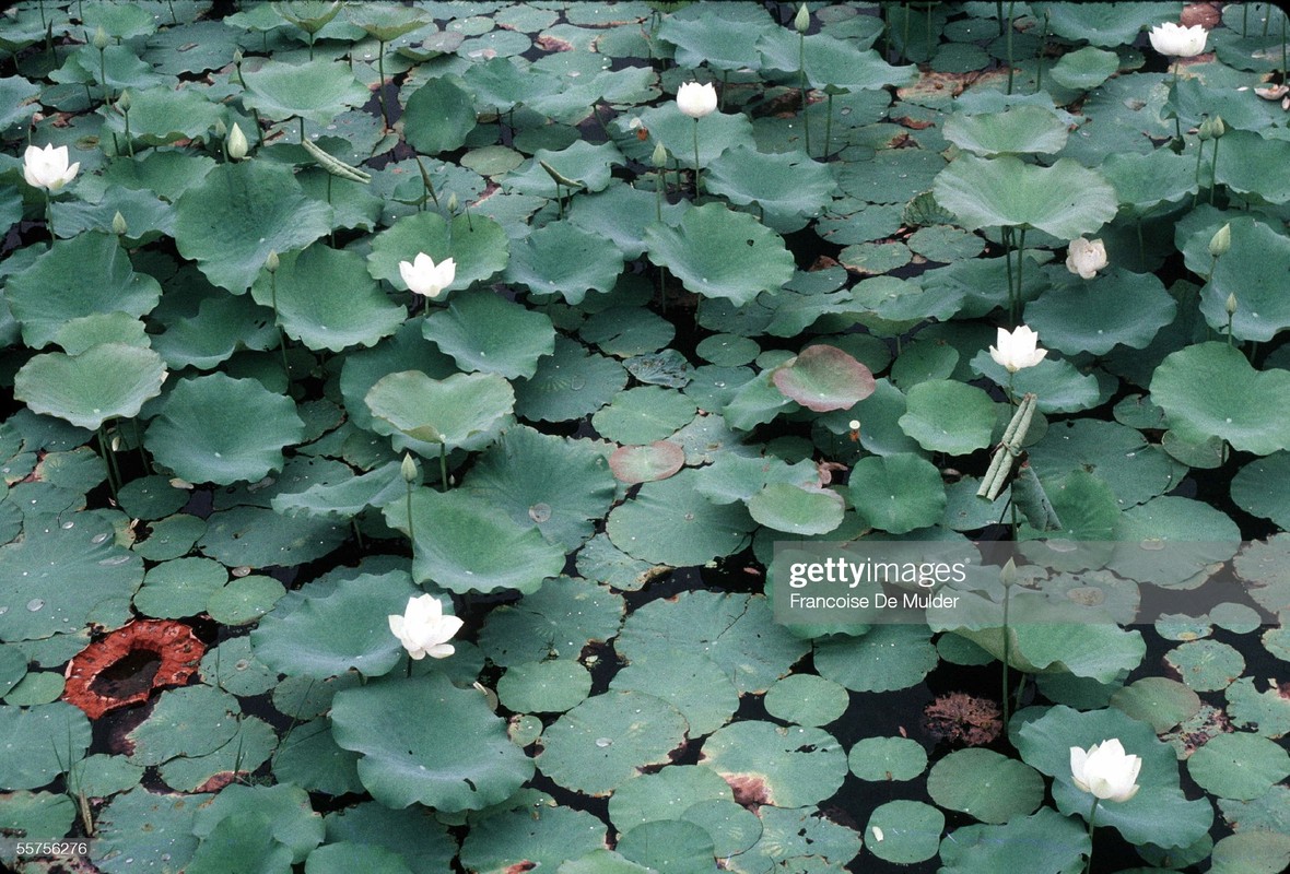 Co do Hue nam 1989 qua anh cua Francoise De Mulder-Hinh-14