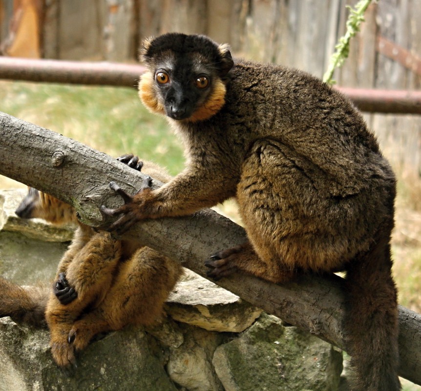 Kinh ngac voi su ky la cua cac loai vuon cao o Madagascar (1)-Hinh-6