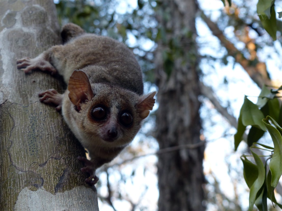 Kinh ngac voi su ky la cua cac loai vuon cao o Madagascar (2)-Hinh-5