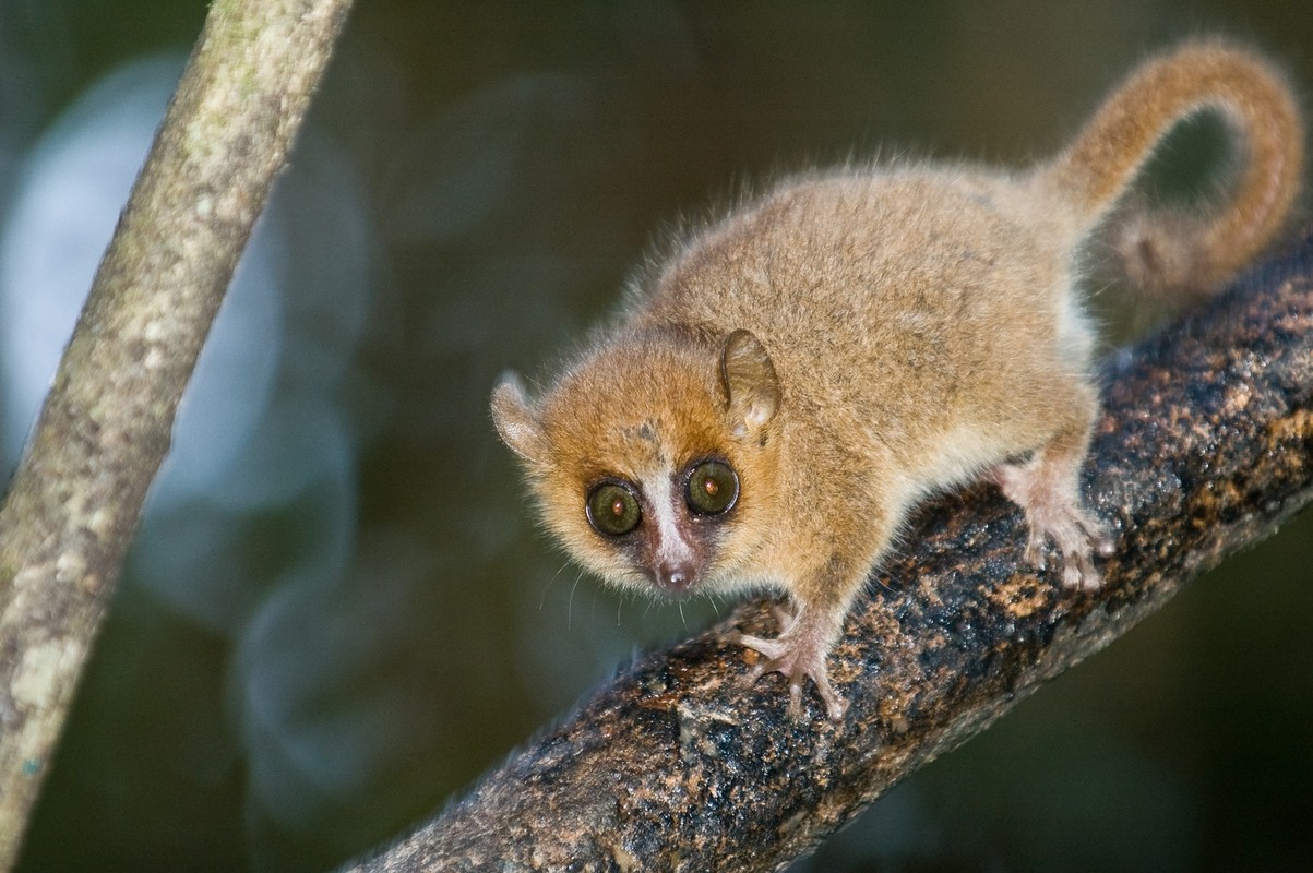 Kinh ngac voi su ky la cua cac loai vuon cao o Madagascar (2)-Hinh-7