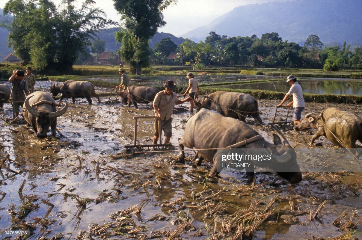 Khung canh thanh binh cua dong que Viet Nam nam 1987 (1)-Hinh-3