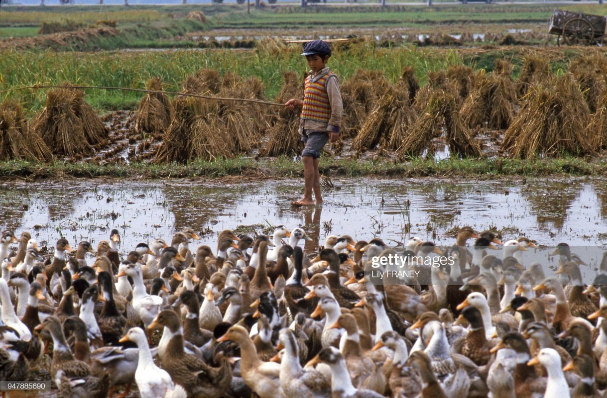 Khung canh thanh binh cua dong que Viet Nam nam 1987 (2)-Hinh-4