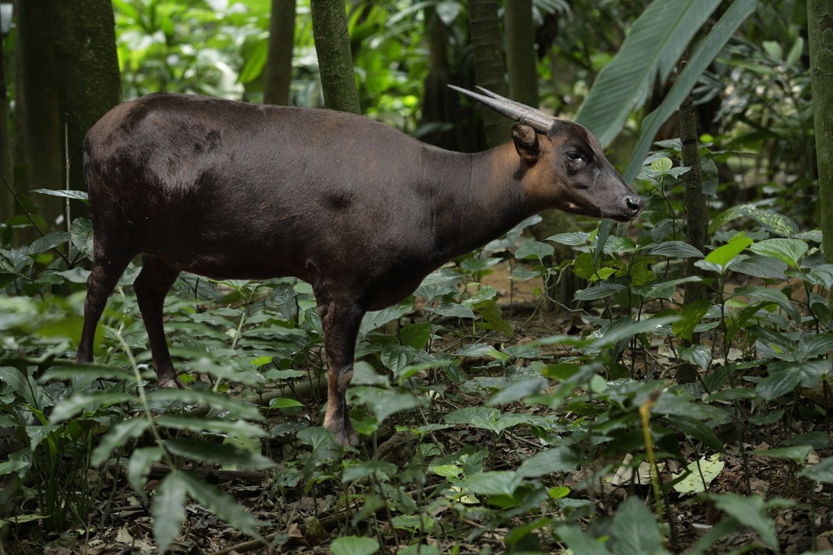 Bat ngo voi su da dang cua cac loai trau bo tren the gioi-Hinh-8