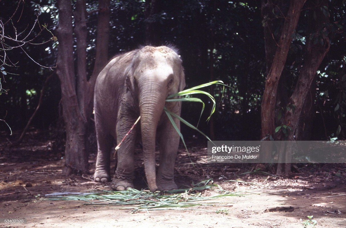 Doi thuong sinh dong o Campuchia nam 1989 qua ong kinh Tay-Hinh-9