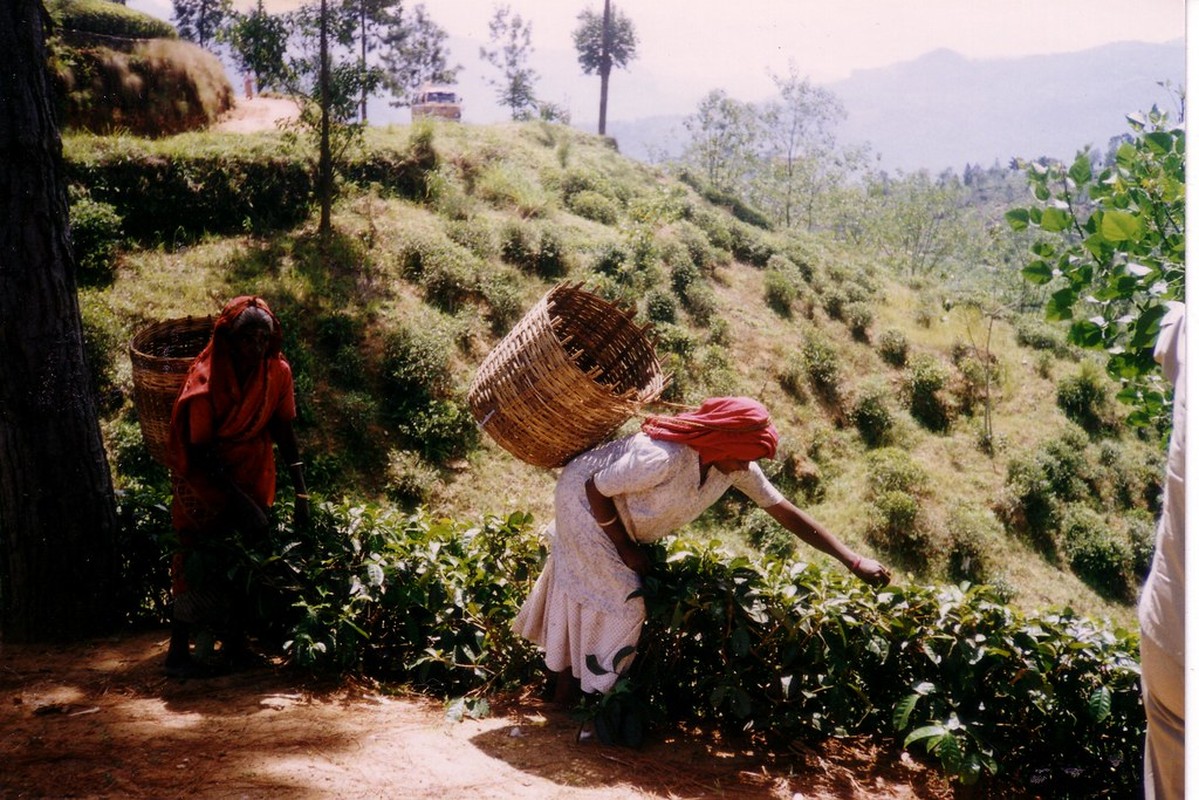 Cuc thu vi trai nghiem cuoc song o Sri Lanka nam 1993-Hinh-13