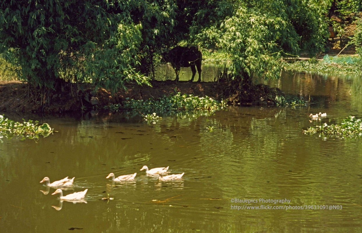 Anh tuyet voi ve vung dat Ninh Binh nam 1998 qua ong kinh Tay-Hinh-4