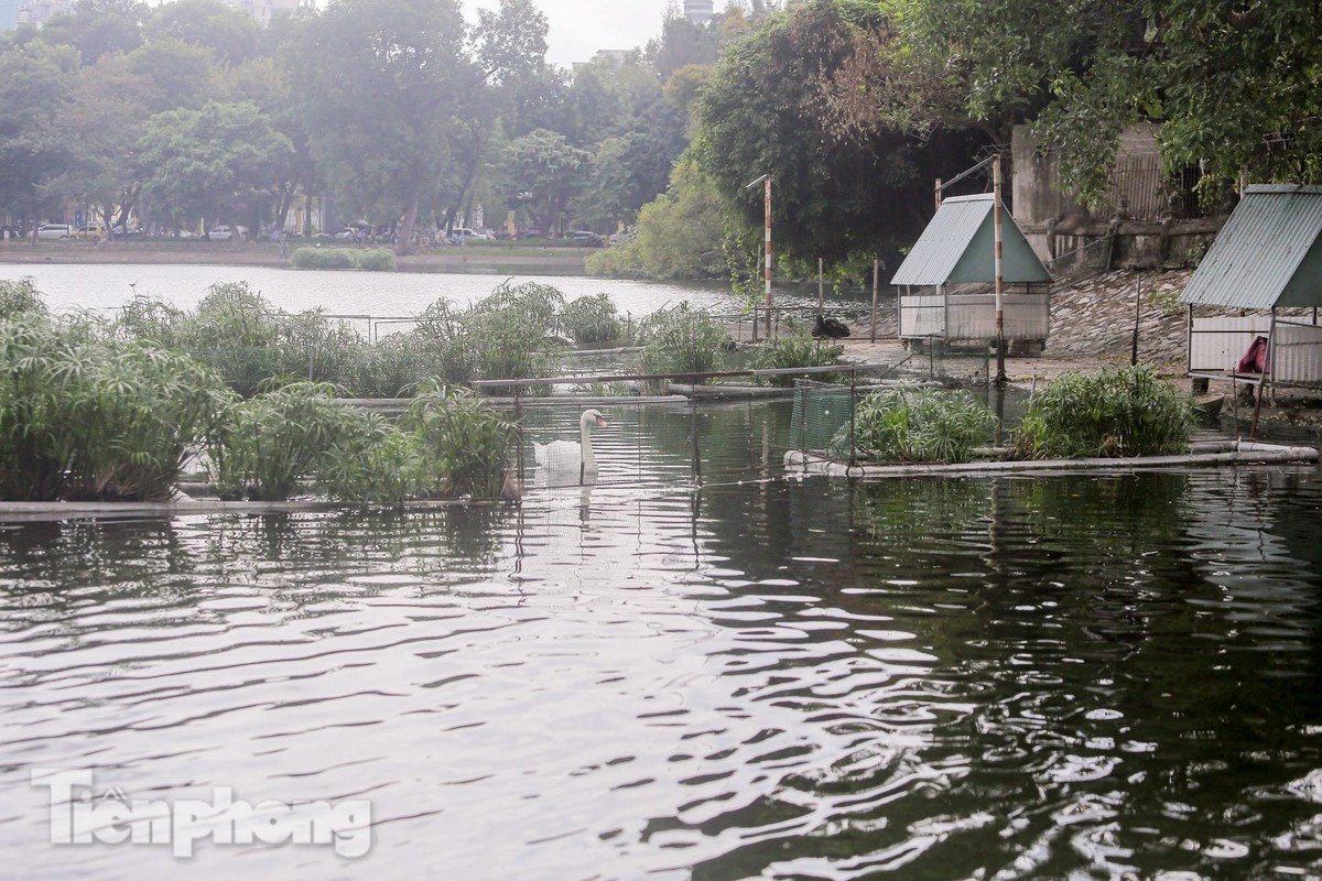 Can canh nhung con thien nga con sot lai o ho Thien Quang