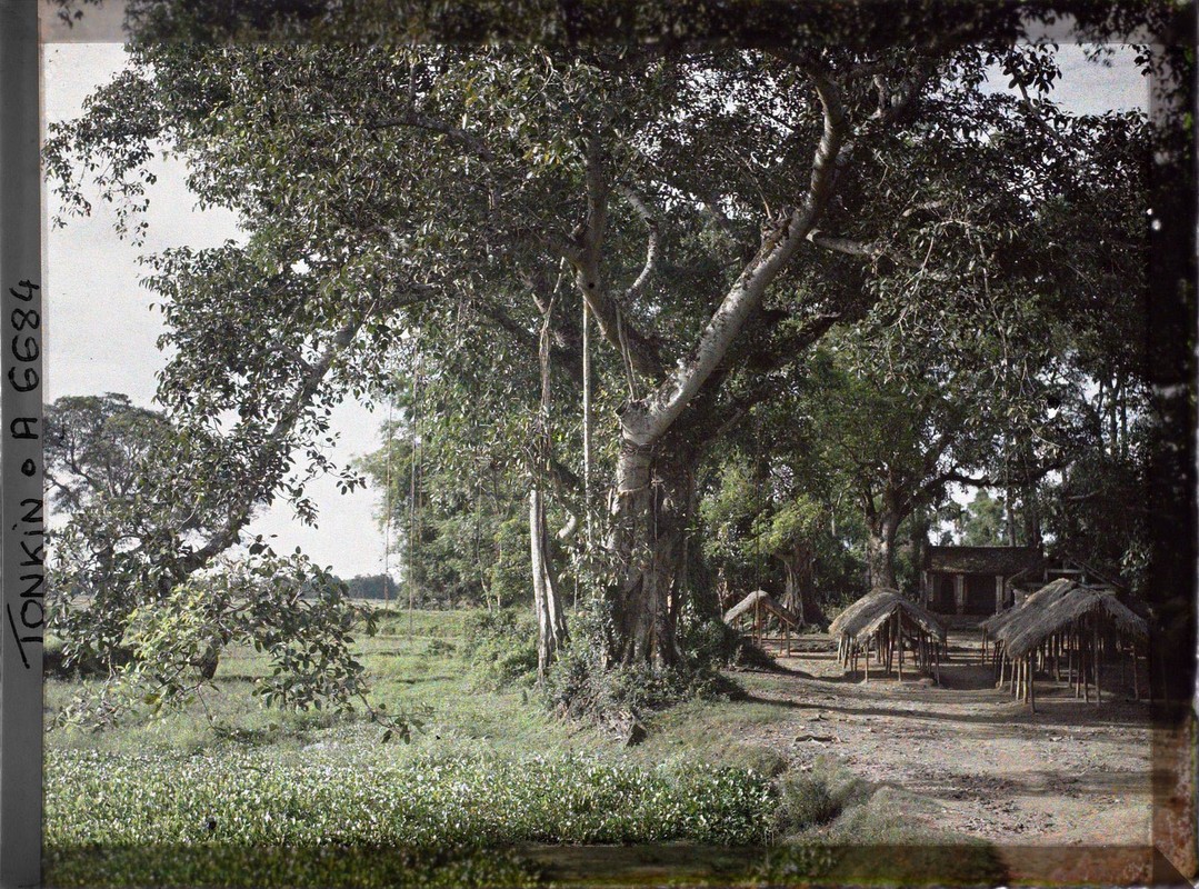 Anh mau cuc quy ve tinh Ha Dong nam 1915 (1)-Hinh-3