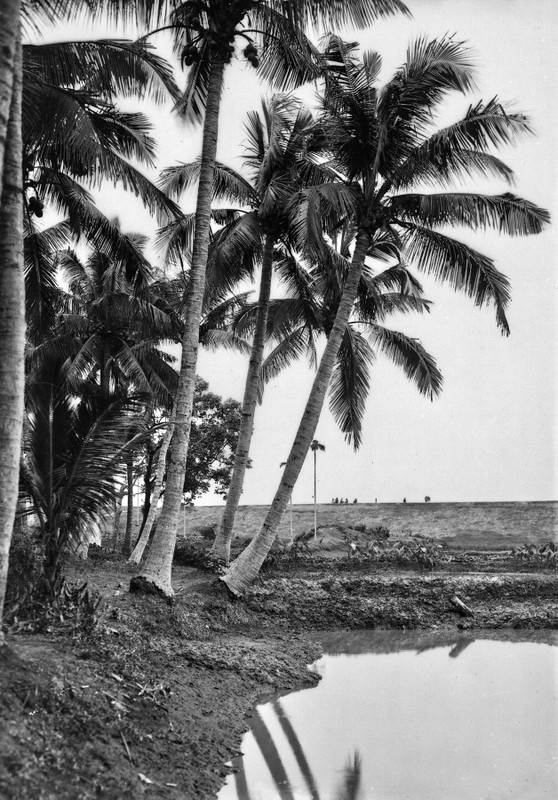 Anh cuc hiem ve lang Dua o tinh Ha Dong thap nien 1920 (1)-Hinh-12