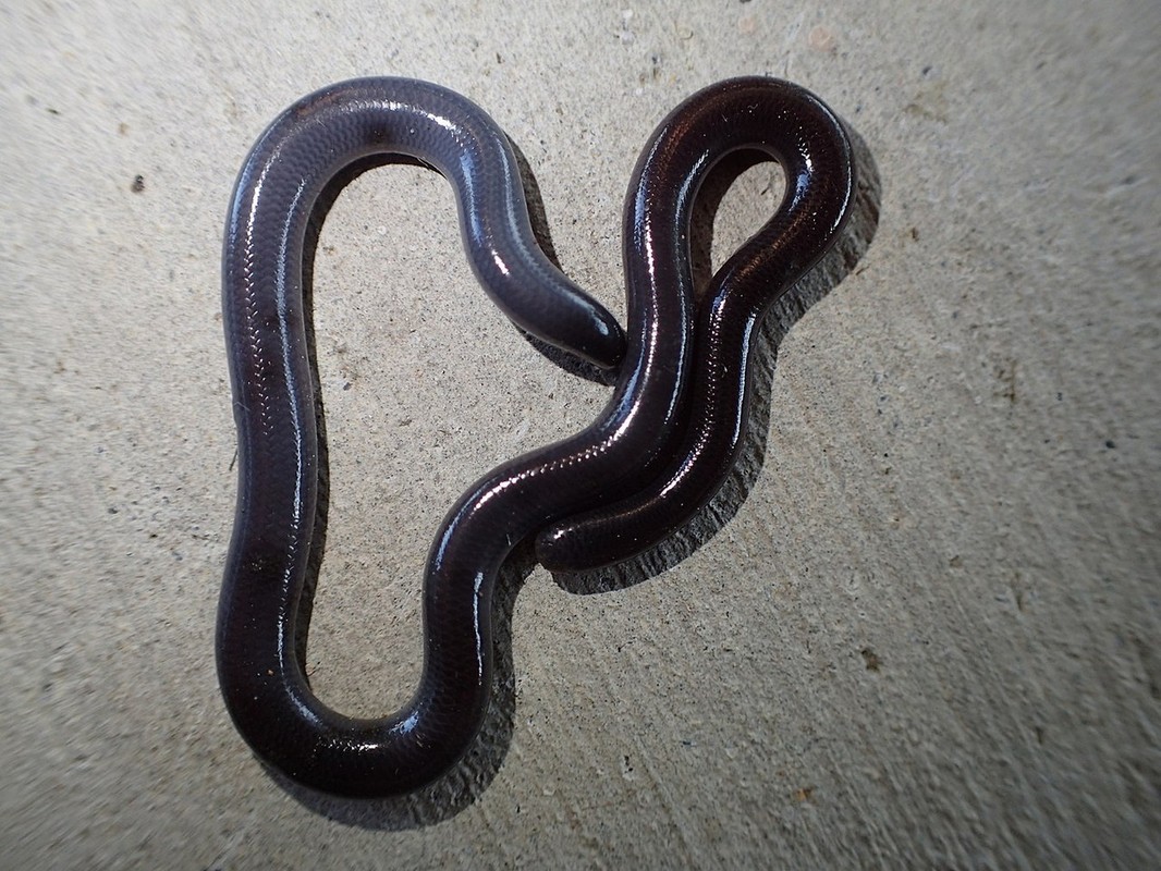 View - 	Loài rắn trông như con giun được tìm thấy khắp Việt Nam