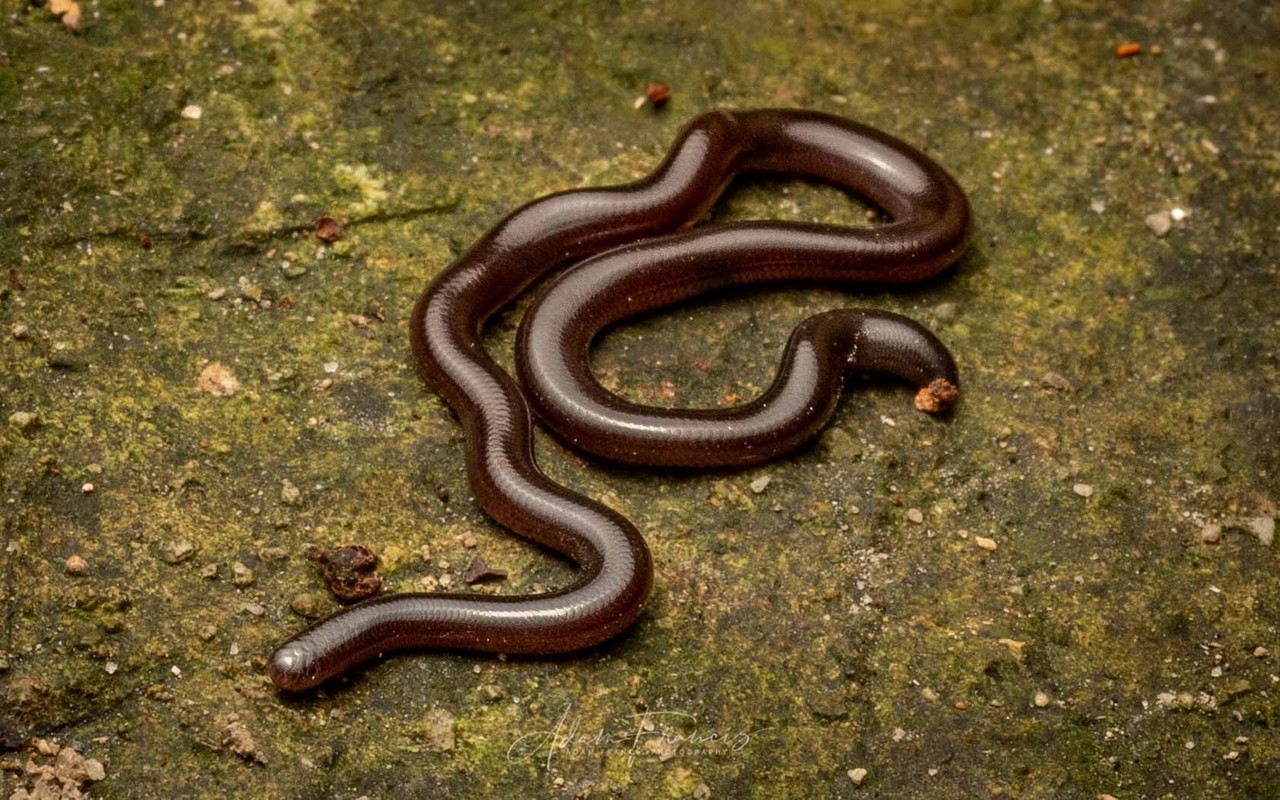 View - 	Phát sợ loài rắn trông như con giun được tìm thấy khắp Việt Nam