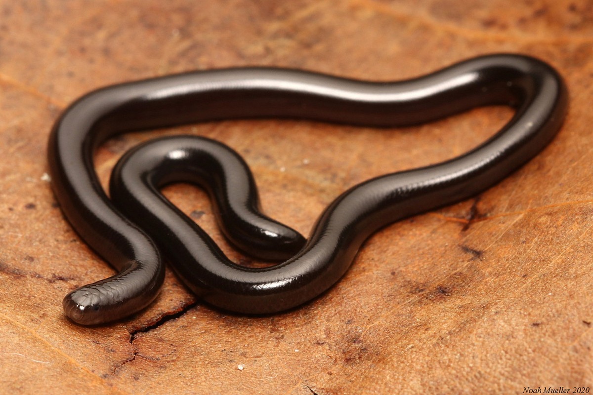 View - 	Phát sợ loài rắn trông như con giun được tìm thấy khắp Việt Nam