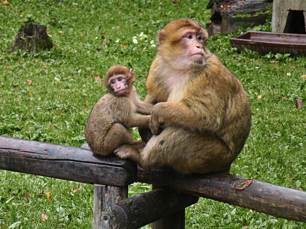 Loai khi noi tieng nhat chau A: Co loai nhin nhu su tu-Hinh-10