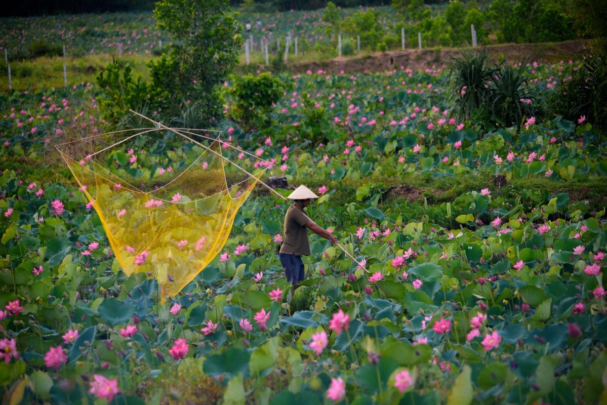 Ve dep lung linh cua dam sen Tra Ly, Duy Xuyen-Hinh-12