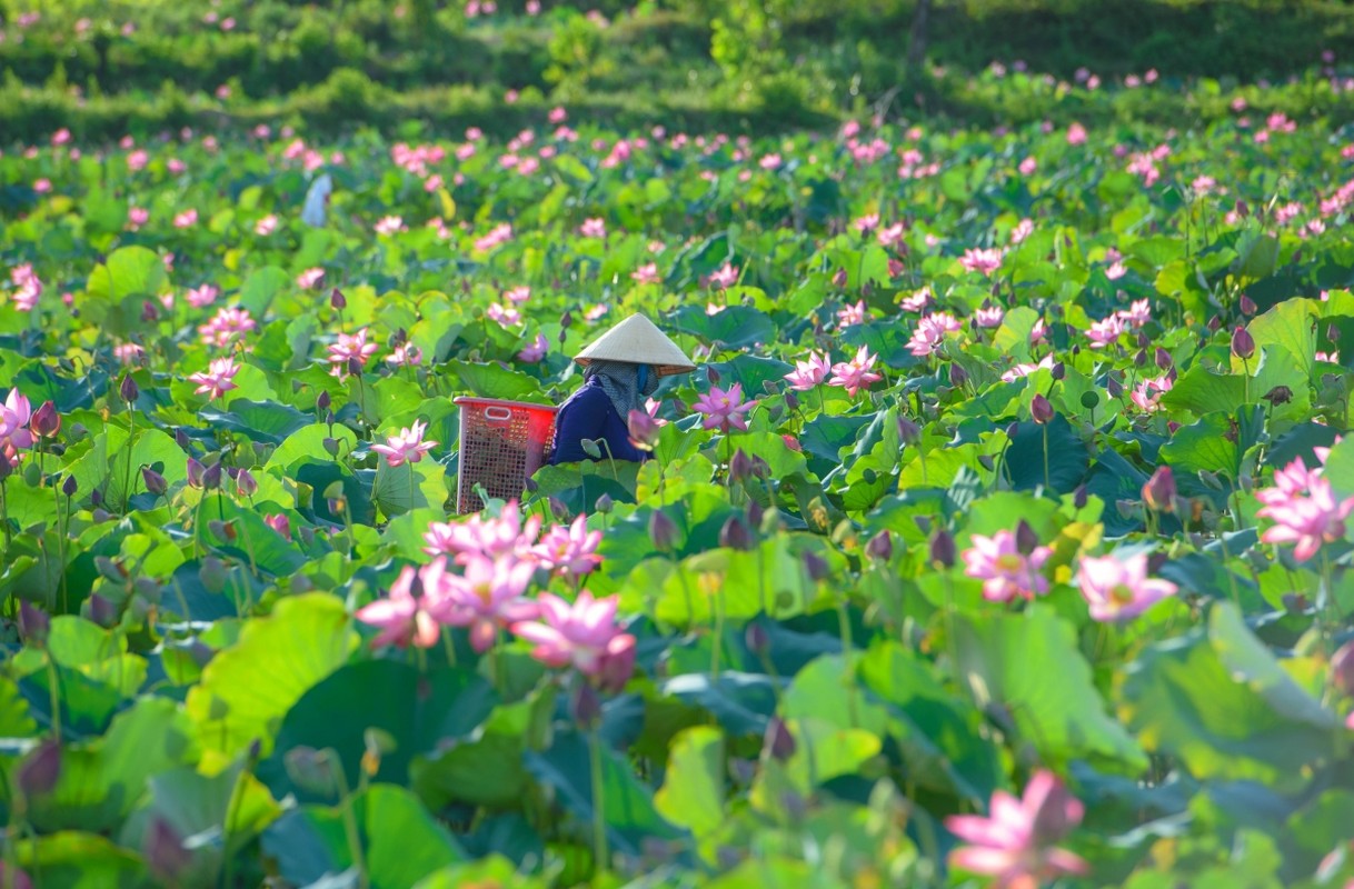 Ve dep lung linh cua dam sen Tra Ly, Duy Xuyen-Hinh-4