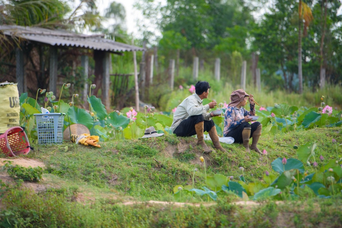 Ve dep lung linh cua dam sen Tra Ly, Duy Xuyen-Hinh-8